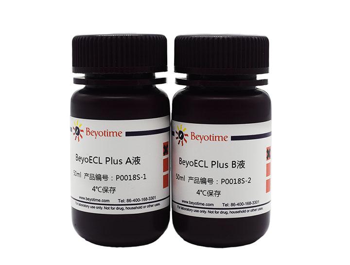 BeyoECL Plus (超敏ECL化学发光试剂盒)